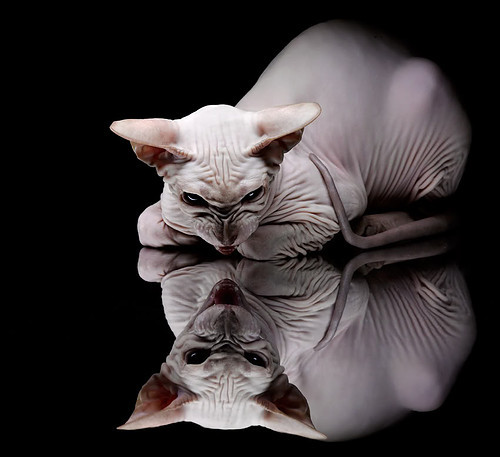 末节风云！马刺团队篮球撕裂公牛，霍勒迪化身关键先生书写黑马逆袭